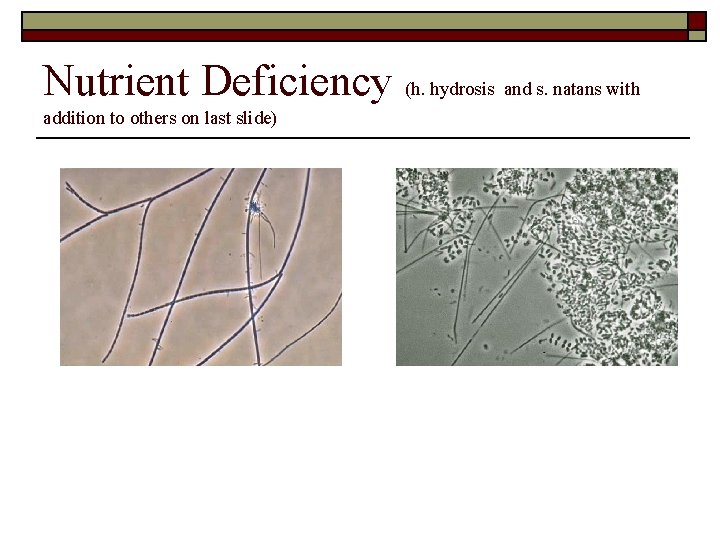 Nutrient Deficiency (h. hydrosis and s. natans with addition to others on last slide)