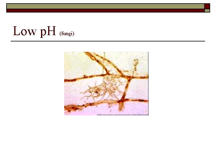 Low p. H (fungi) 