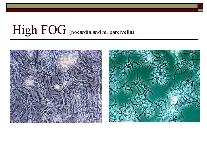High FOG (nocardia and m. parcivella) 