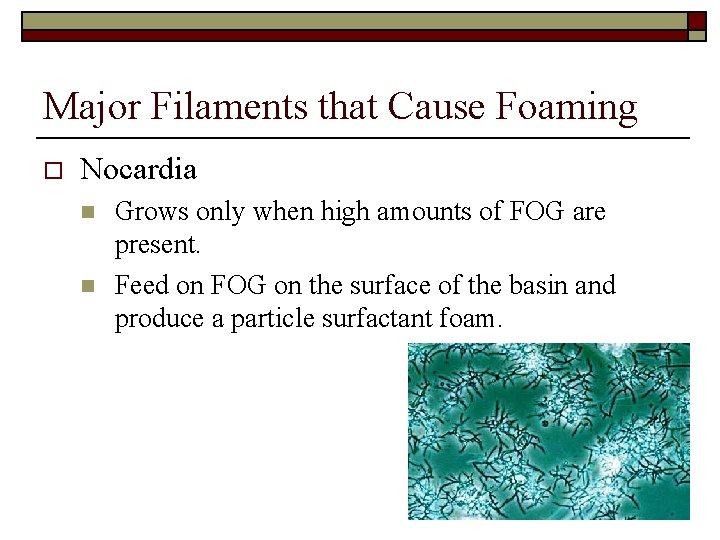 Major Filaments that Cause Foaming o Nocardia n n Grows only when high amounts