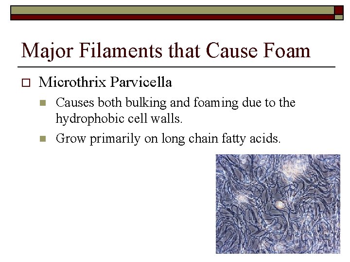 Major Filaments that Cause Foam o Microthrix Parvicella n n Causes both bulking and