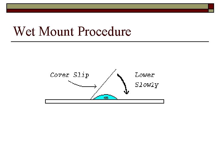 Wet Mount Procedure 