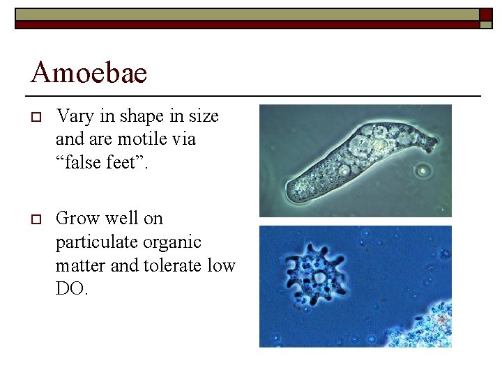 Amoebae o Vary in shape in size and are motile via “false feet”. o