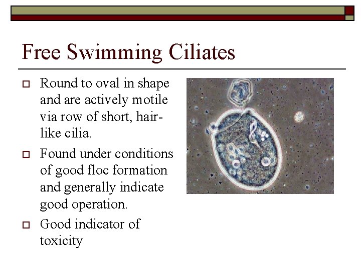 Free Swimming Ciliates o o o Round to oval in shape 1 and are