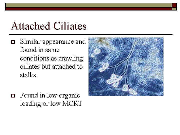 Attached Ciliates o Similar appearance and found in same conditions as crawling ciliates but