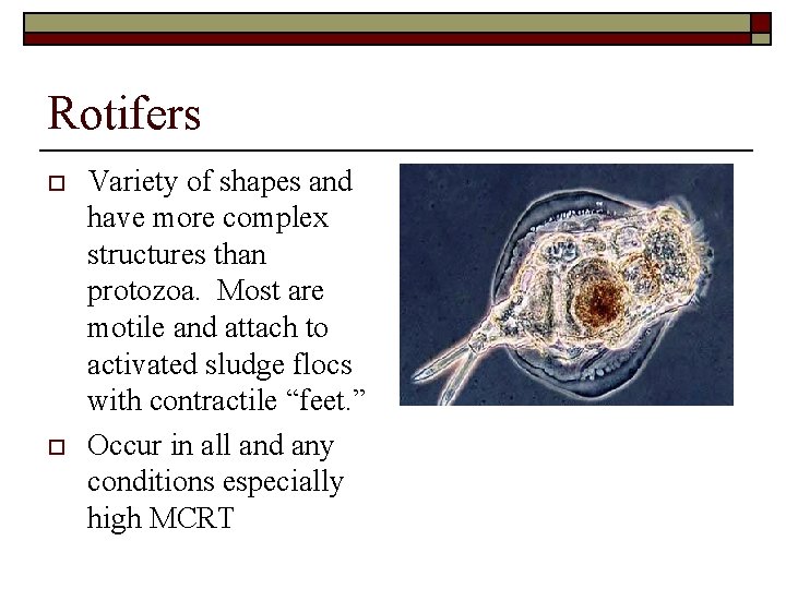 Rotifers o o Variety of shapes and have more complex structures than protozoa. Most