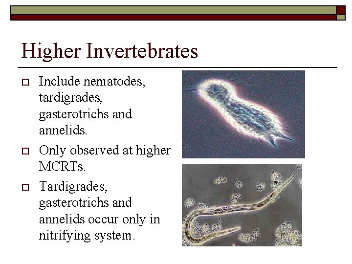 Higher Invertebrates o o o Include nematodes, 1 tardigrades, gasterotrichs and annelids. Only observed