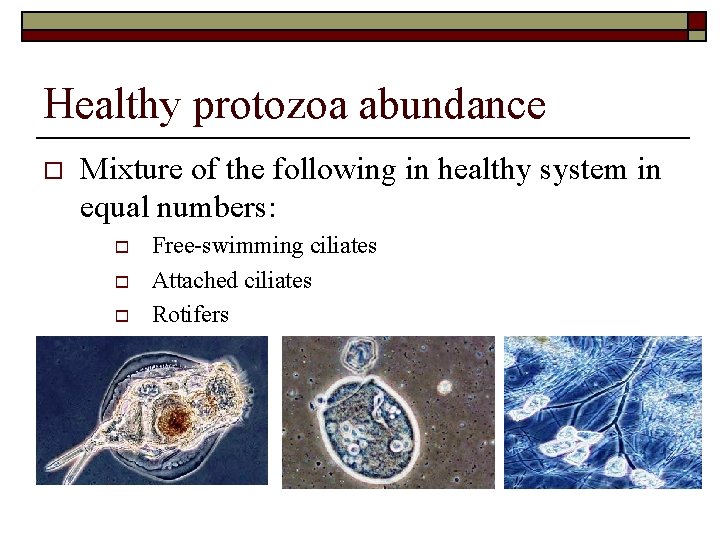Healthy protozoa abundance o Mixture of the following in healthy system in equal numbers: