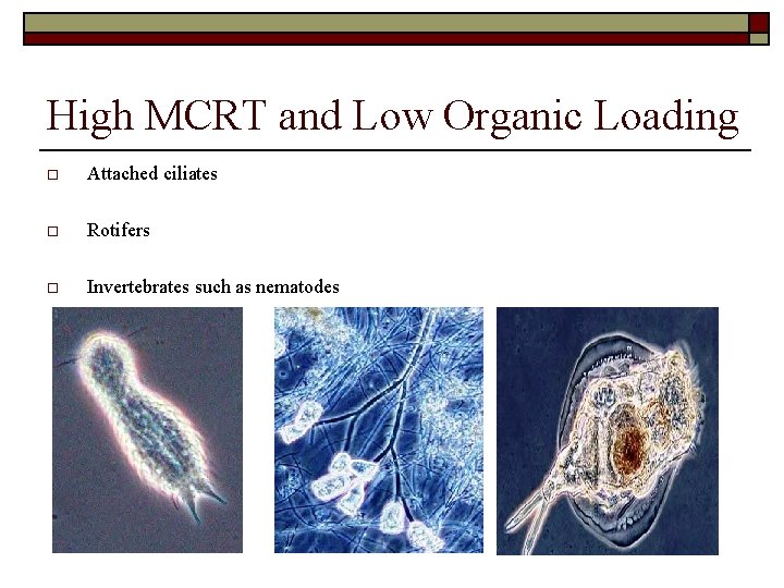 High MCRT and Low Organic Loading o Attached ciliates o Rotifers o Invertebrates such
