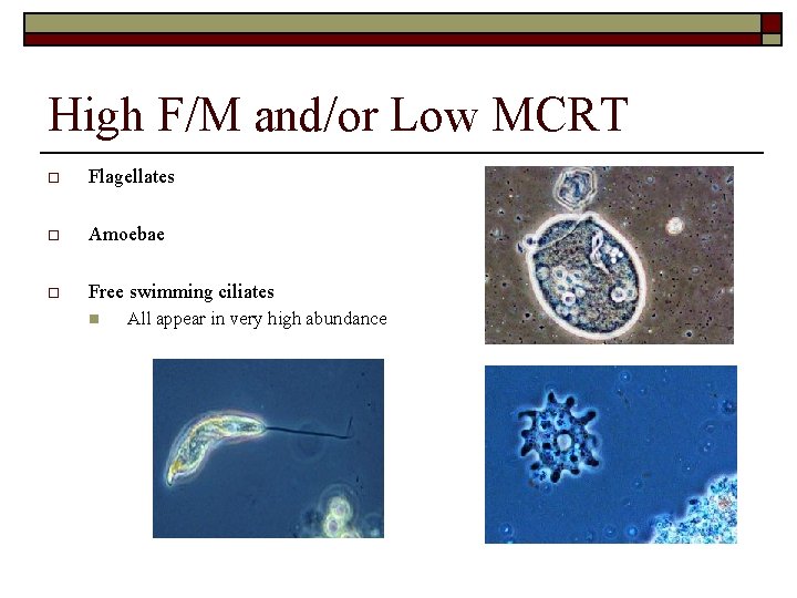 High F/M and/or Low MCRT o Flagellates o Amoebae o Free swimming ciliates n