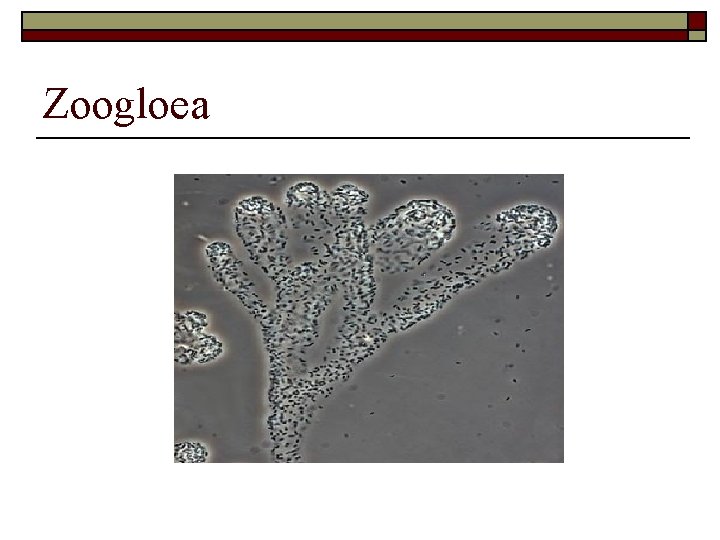 Zoogloea 