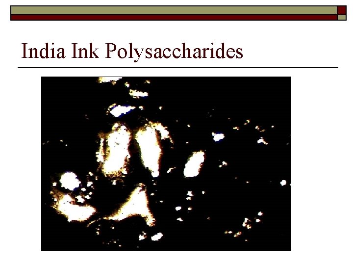 India Ink Polysaccharides 