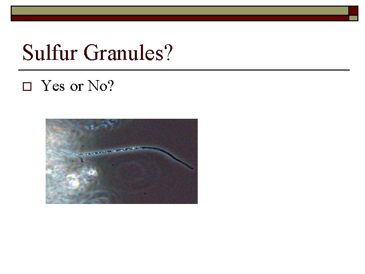 Sulfur Granules? o Yes or No? 