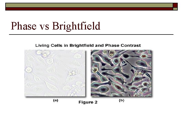 Phase vs Brightfield 