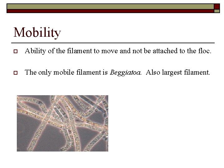 Mobility o Ability of the filament to move and not be attached to the
