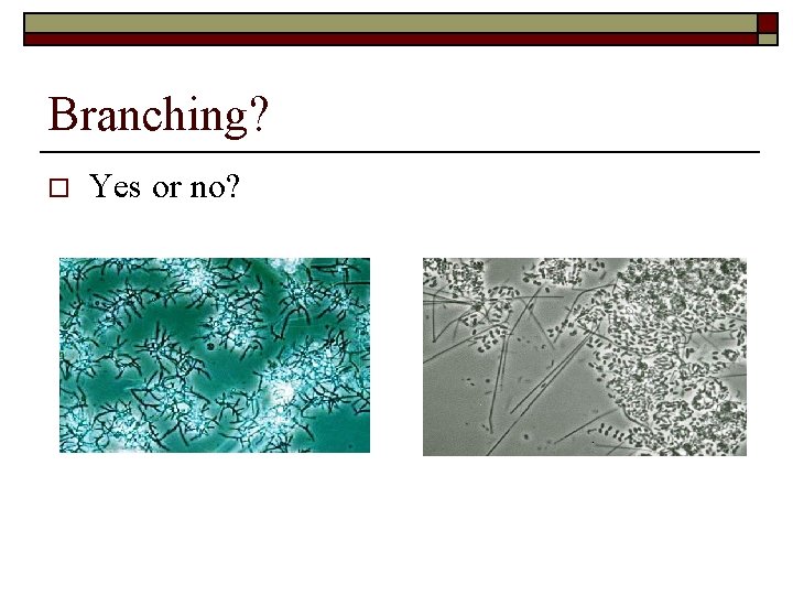 Branching? o Yes or no? 