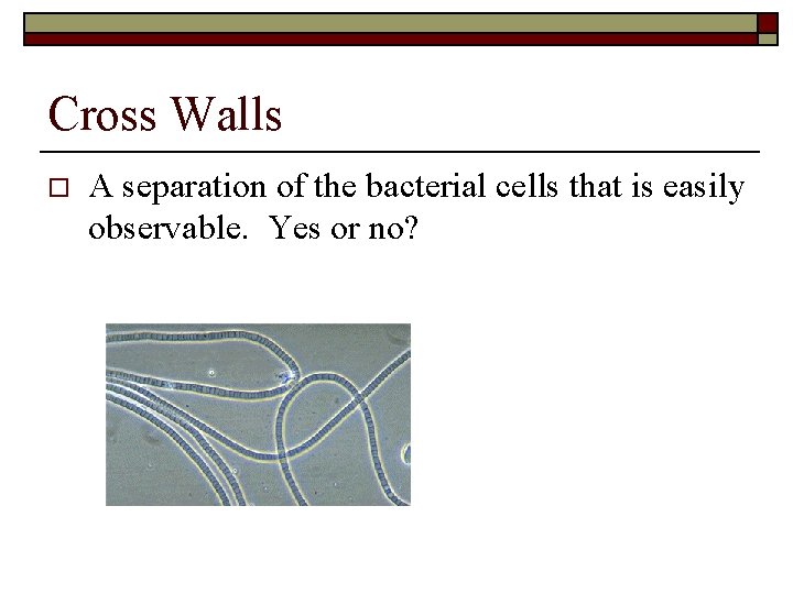 Cross Walls o A separation of the bacterial cells that is easily observable. Yes