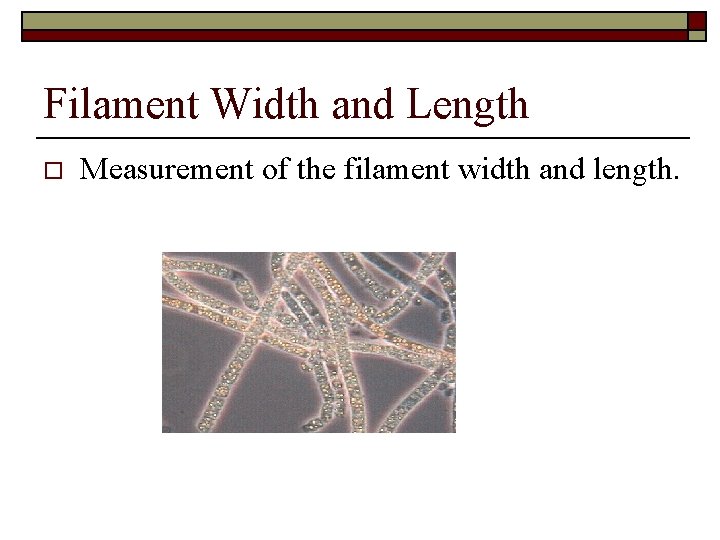 Filament Width and Length o Measurement of the filament width and length. 