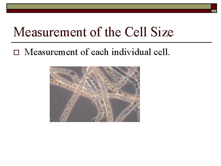Measurement of the Cell Size o Measurement of each individual cell. 