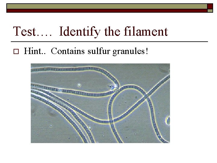 Test…. Identify the filament o Hint. . Contains sulfur granules! 