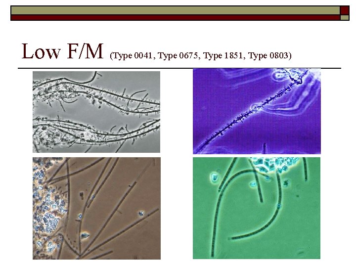 Low F/M (Type 0041, Type 0675, Type 1851, Type 0803) 