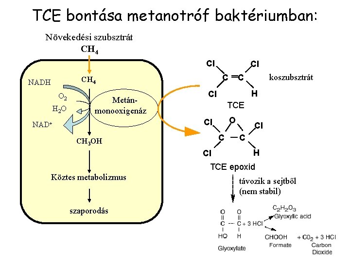 TCE bontása metanotróf baktériumban: Növekedési szubsztrát CH 4 Cl C CH 4 NADH O