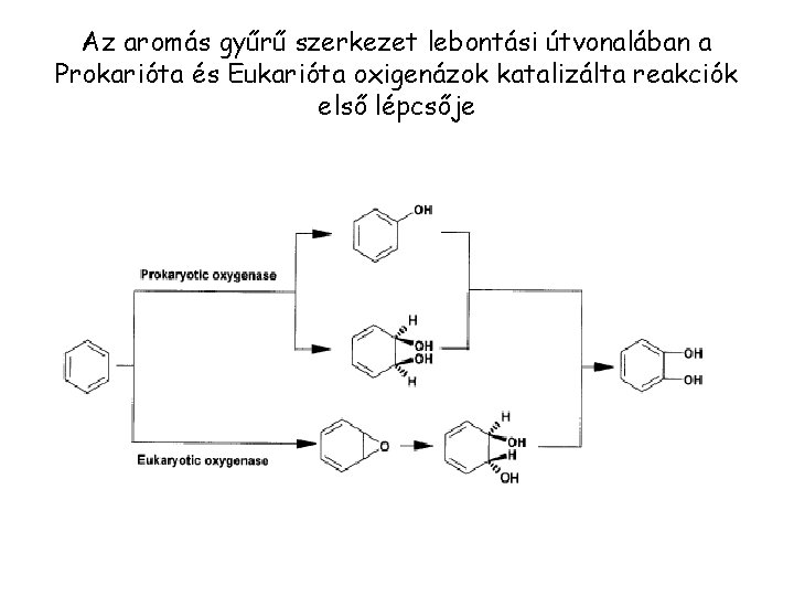 Az aromás gyűrű szerkezet lebontási útvonalában a Prokarióta és Eukarióta oxigenázok katalizálta reakciók első