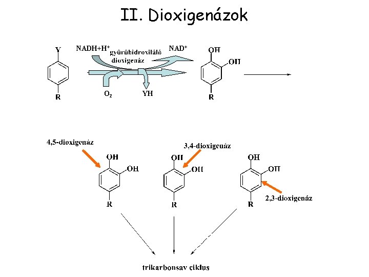 II. Dioxigenázok NADH+H+ O 2 NAD+ YH 