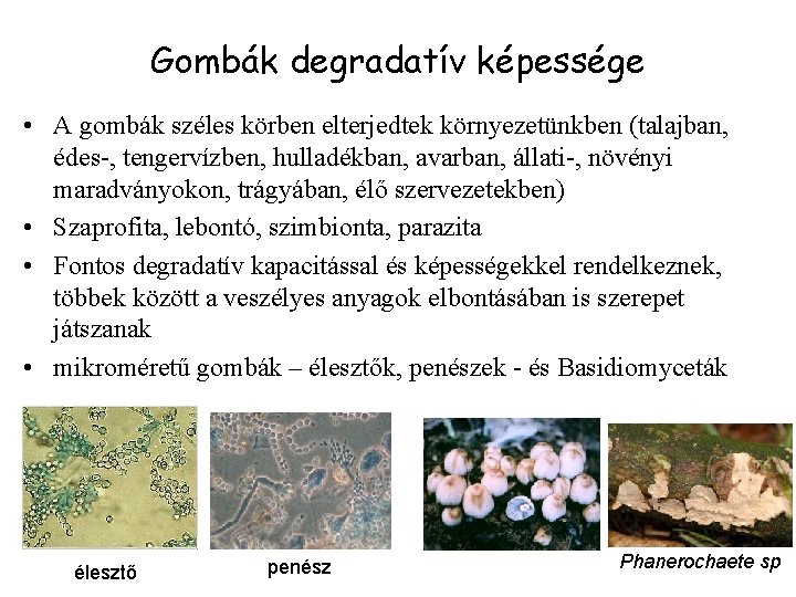 Gombák degradatív képessége • A gombák széles körben elterjedtek környezetünkben (talajban, édes-, tengervízben, hulladékban,