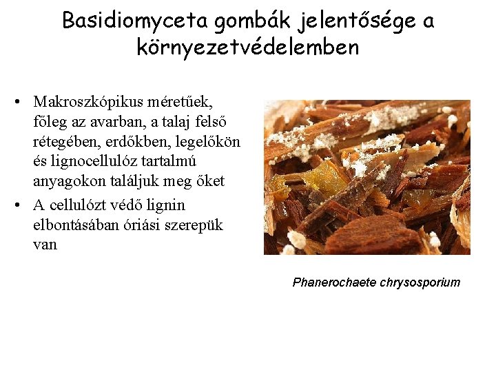 Basidiomyceta gombák jelentősége a környezetvédelemben • Makroszkópikus méretűek, főleg az avarban, a talaj felső