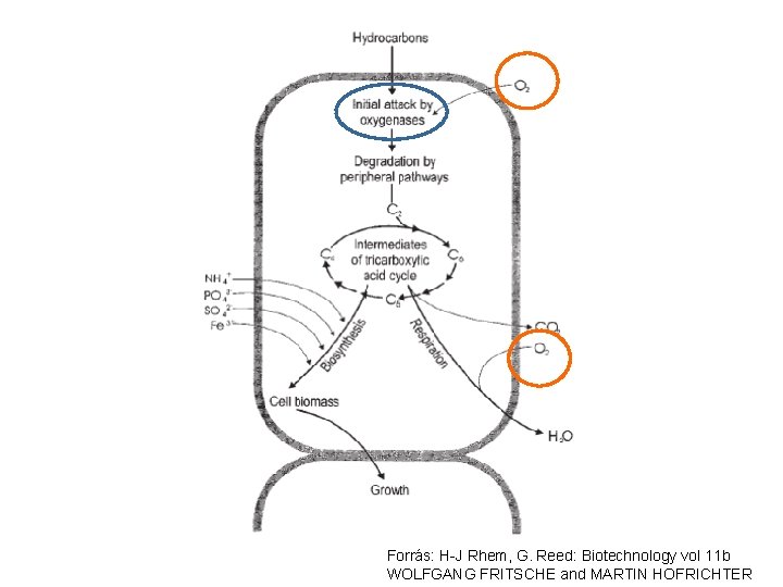 Forrás: H-J Rhem, G. Reed: Biotechnology vol 11 b WOLFGANG FRITSCHE and MARTIN HOFRICHTER