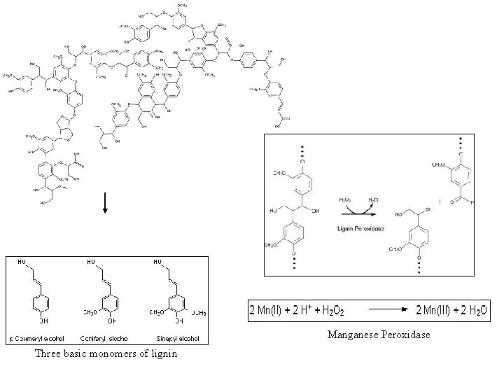 Manganese Peroxidase Three basic monomers of lignin 