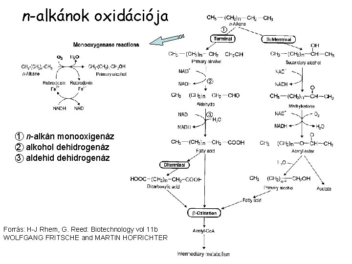 n-alkánok oxidációja 1 n-alkán monooxigenáz 2 alkohol dehidrogenáz 3 aldehidrogenáz Forrás: H-J Rhem, G.