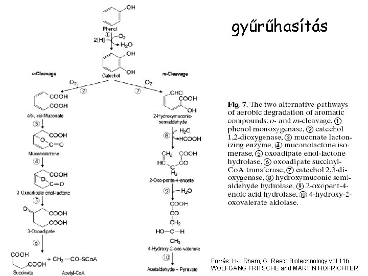 gyűrűhasítás Forrás: H-J Rhem, G. Reed: Biotechnology vol 11 b WOLFGANG FRITSCHE and MARTIN