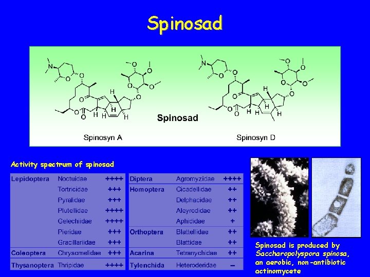 Spinosad Activity spectrum of spinosad Spinosad is produced by Saccharopolyspora spinosa, an aerobic, non-antibiotic
