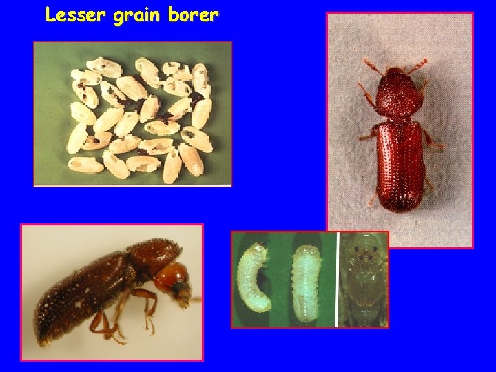 Lesser grain borer 