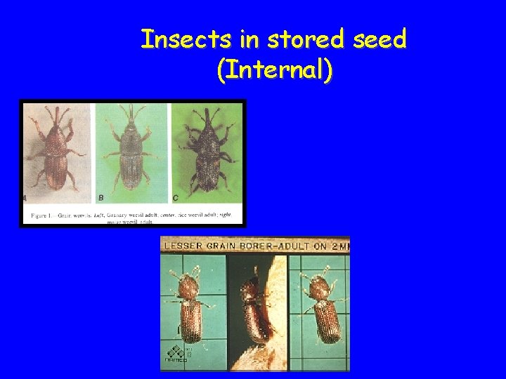 Insects in stored seed (Internal) 