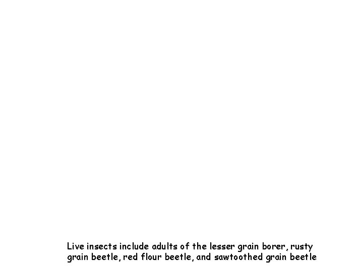 Live insects include adults of the lesser grain borer, rusty grain beetle, red flour