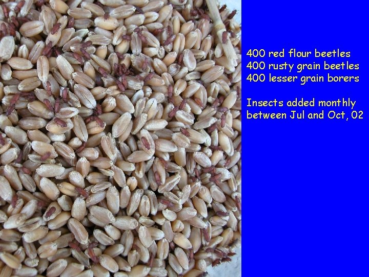 400 red flour beetles 400 rusty grain beetles 400 lesser grain borers Insects added