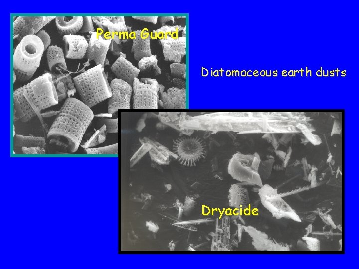 Perma Guard Diatomaceous earth dusts Dryacide 