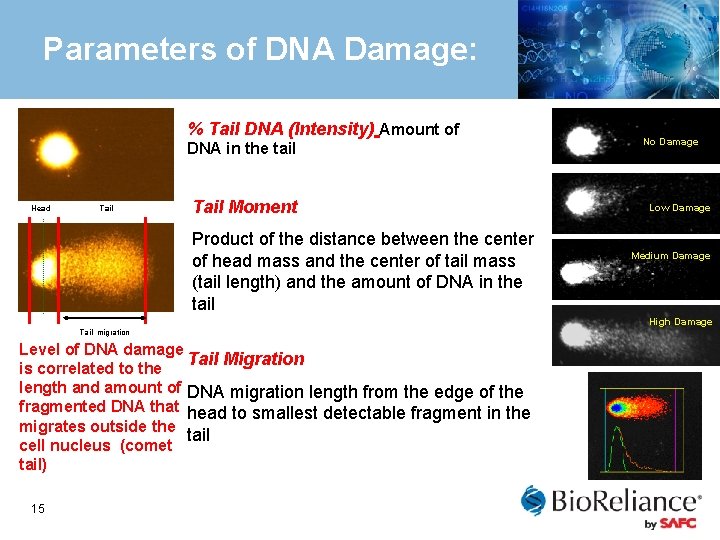 Parameters of DNA Damage: % Tail DNA (Intensity) Amount of DNA in the tail