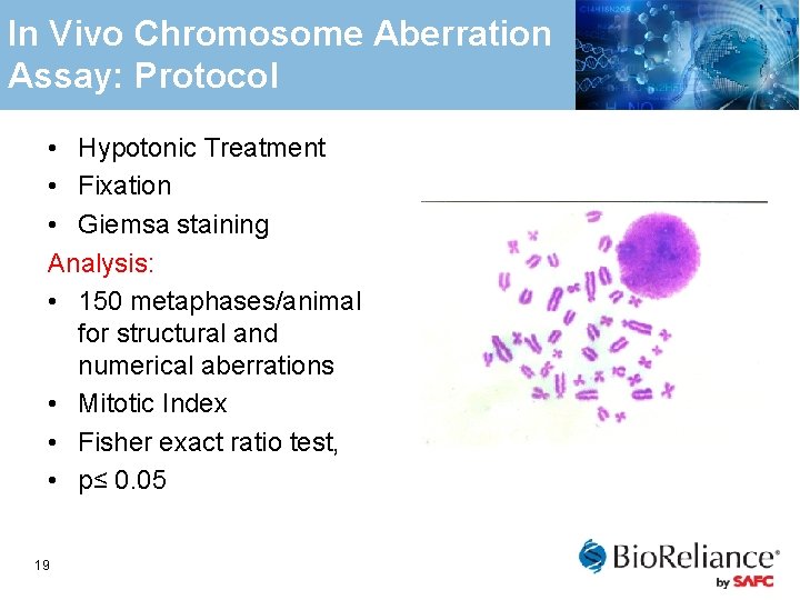 In Vivo Chromosome Aberration Assay: Protocol • Hypotonic Treatment • Fixation • Giemsa staining