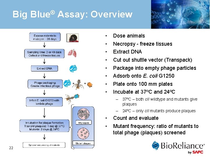 Big Blue® Assay: Overview • • Dose animals Necropsy - freeze tissues Extract DNA