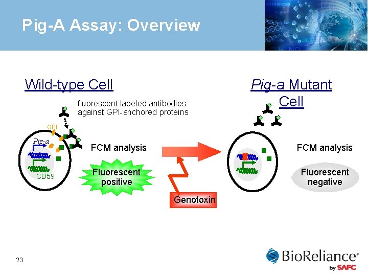 Pig-A Assay: Overview Wild-type Cell fluorescent labeled antibodies against GPI-anchored proteins Pig-a Mutant Cell