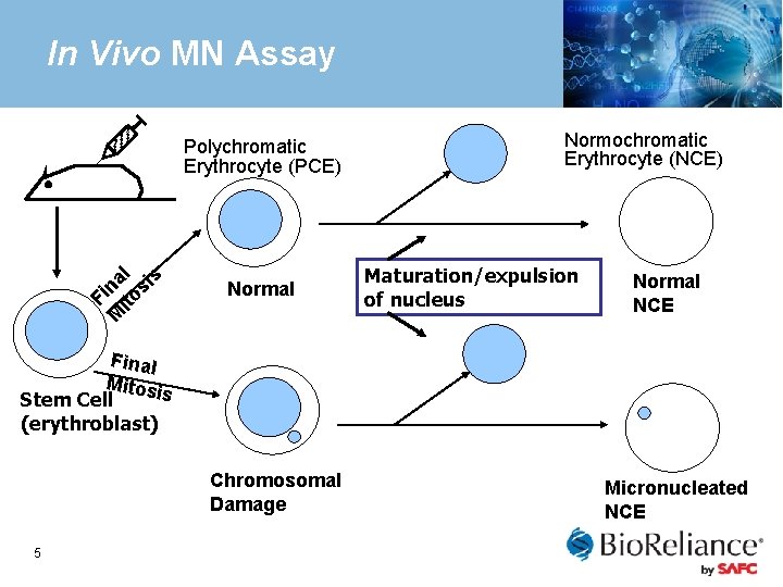 In Vivo MN Assay Fi M na ito l si s Polychromatic Erythrocyte (PCE)