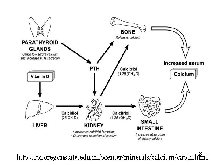 29 http: //lpi. oregonstate. edu/infocenter/minerals/calcium/capth. html 