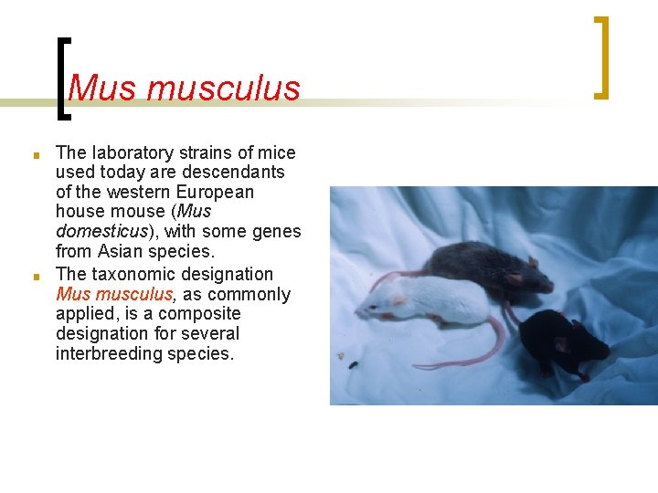 Mus musculus ■ ■ The laboratory strains of mice used today are descendants of