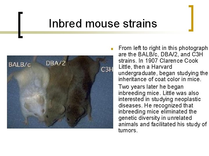 Inbred mouse strains ■ ■ From left to right in this photograph are the