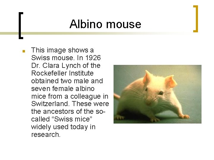 Albino mouse ■ This image shows a Swiss mouse. In 1926 Dr. Clara Lynch