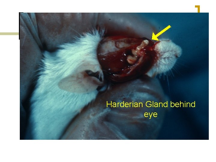 Harderian Gland behind eye 